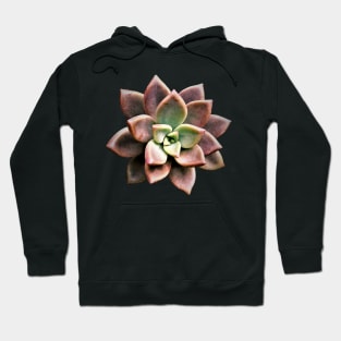 Sedum Bronze Hoodie